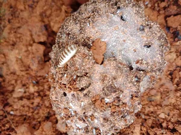 園林樹木農作物的白蟻預防方法